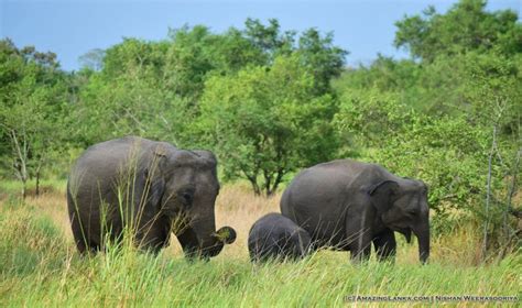 Wasgamuwa National Park Safari | Jeep Safari in Wasgamuwa Park