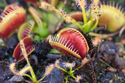 Carnivorous Plants Venus Fly Trap