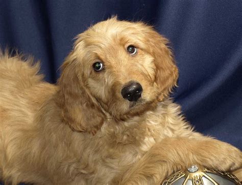 Goldendoodle Puppies for Sale