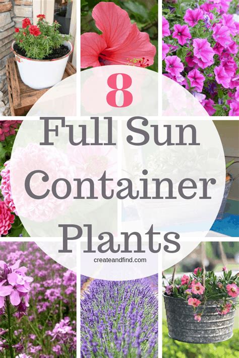 Container Plants for Full Sun