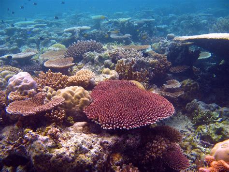 Gran Barrera de Coral muestra armas para resistir al cambio climático