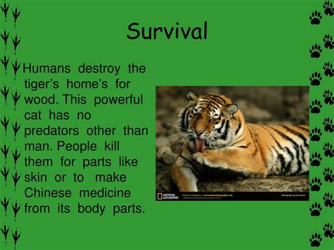 PPT - Bengal Tiger PowerPoint Presentation, free download - ID:2991987