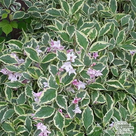 Variegated Weigela Shrub