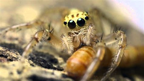 Jumping spider feeding on mealworm - YouTube