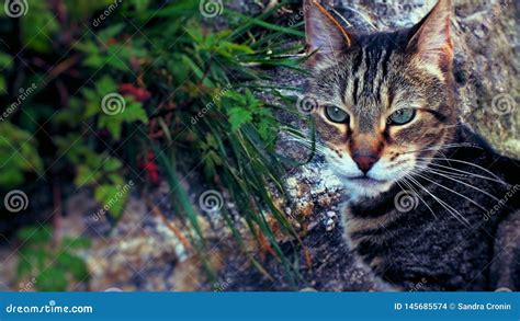 Wild House Cat Out in His Wild Stock Photo - Image of creature, looks ...