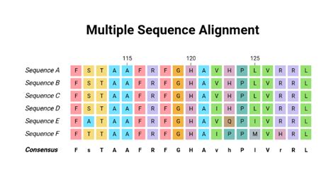 Multiple Sequence Alignment (Protein) | BioRender Science Templates