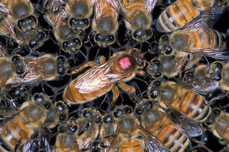 Abeja africana: características, ciclo de vida y alimentación