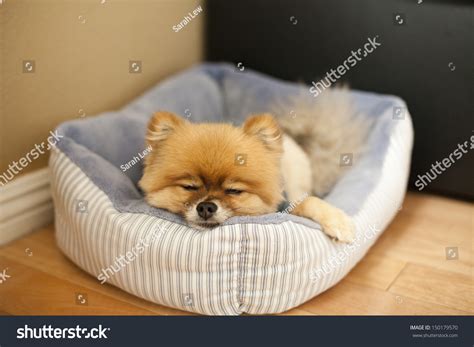 2,776 Sleeping Pomeranian Images, Stock Photos & Vectors | Shutterstock