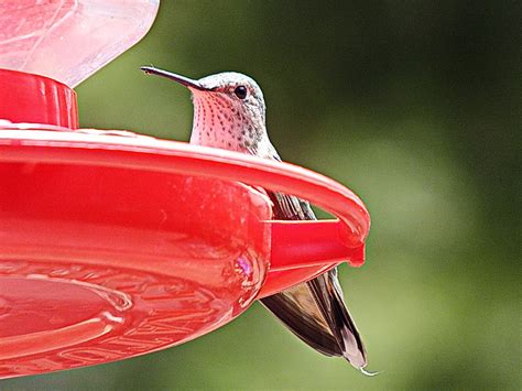 Scott Miller's Photography Blog: Colorado Hummingbirds