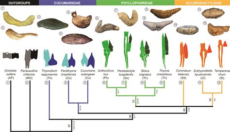 Macrostructural anatomy of sea cucumber’s calcareous rings | Luciana Martins