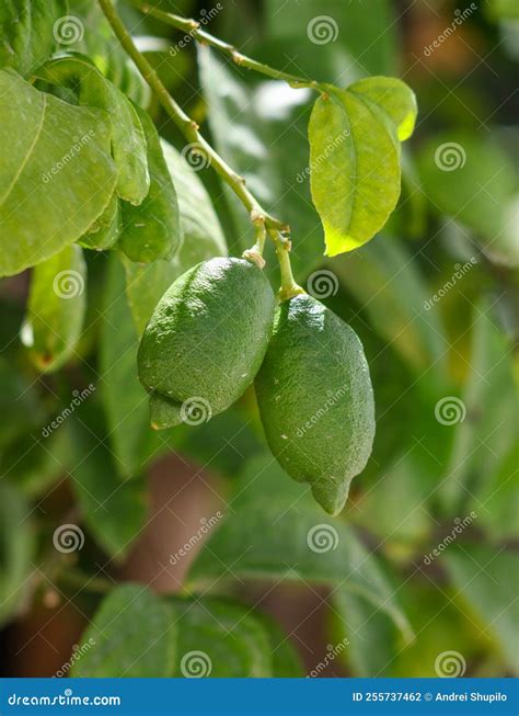 Lime fruits on a tree stock photo. Image of tropical - 255737462