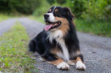 Hund får lov at leve videre, selv om den bed et-årig pige i ansigtet ...