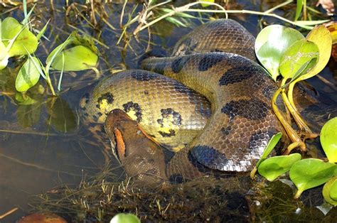 Animales ovovivíparos - Tipos, características, importancia + Fotos