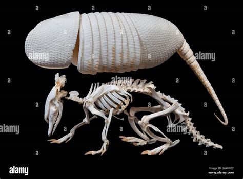 Nine-Banded Armadillo Skeleton, Dasypus novemcinctus, also Long-Nosed ...