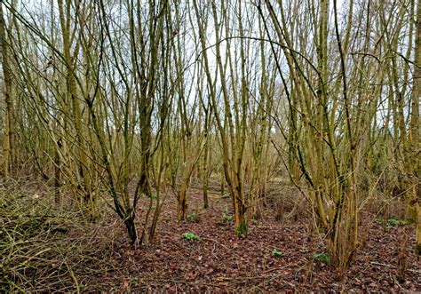 Hazel coppicing in the Forest | Heart of England Forest