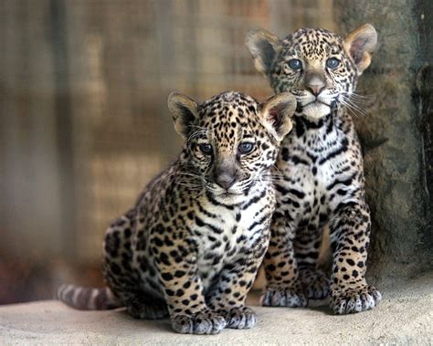 Memphis Zoo introduces pair of sister jaguar cubs | Chattanooga Times ...