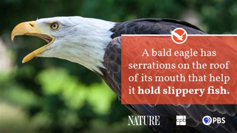 Bald Eagle Interesting Facts