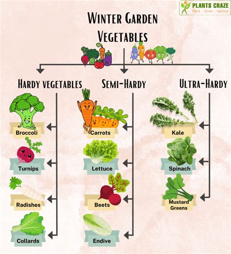 10 Best Winter Vegetables in Garden - Plants Craze