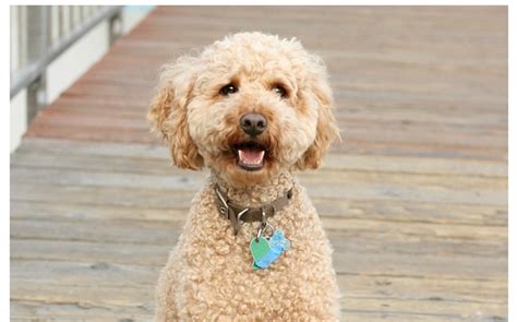 5 Best Hypoallergenic Breeds for Seniors - DogVills