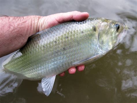 Spring Shad Fishing at Knights Eddy - a little known secret on the ...