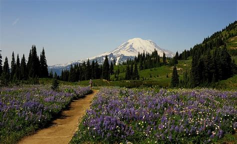 Mt Rainier's Wild Flower Walks - 1889 Magazine