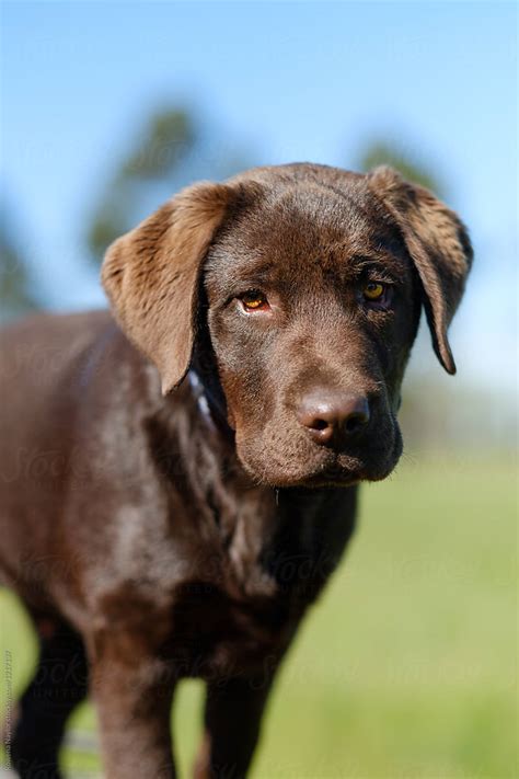 Portrait Of Chocolate Labrador Puppy | Stocksy United