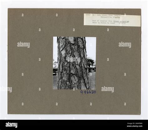 Tree Identification - Pine, Longleaf. Photographs Relating to National ...