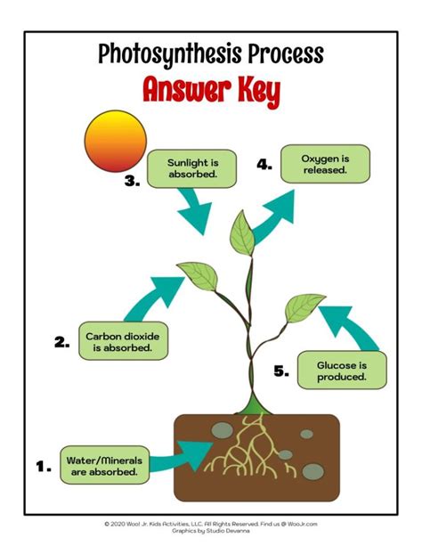 Photosynthesis Animation Student Worksheet