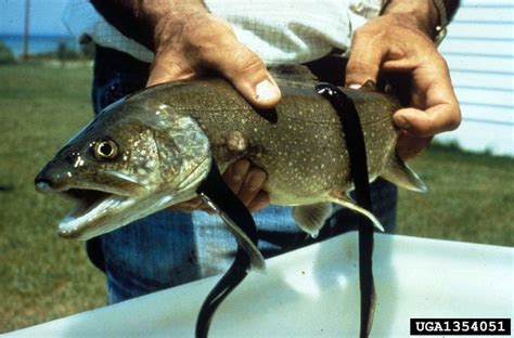 sea lamprey, Petromyzon marinus (Petromyzontiformes: Petromyzontidae) - 1354051