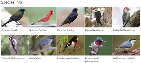 Who's That Bird? Resources For Identifying Cornell FeederWatch Cam Visitors | Cornell Lab Bird ...