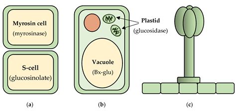 Agronomy | Free Full-Text | Plant Defense Chemicals against Insect Pests