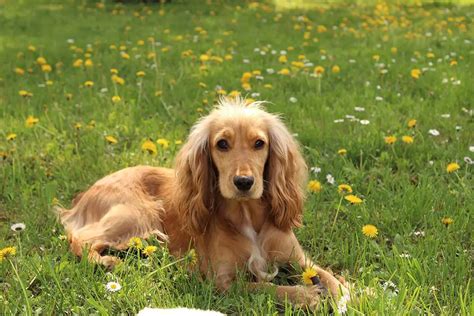 Raising a Well-Behaved English Cocker Spaniel: Training Tips and Lifestyle Advice | I Love My ...
