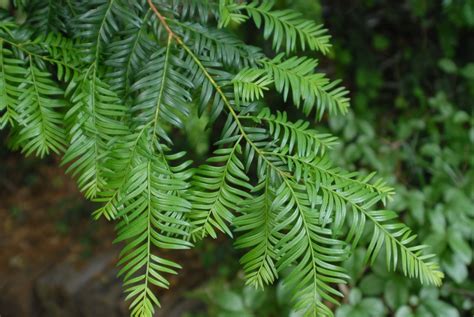 Taxus chinensis (Chinese Yew) | North Carolina Extension Gardener Plant ...