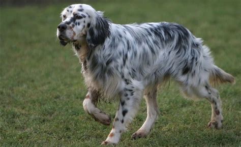 English Setter Dog Breed Interesting Facts & Information