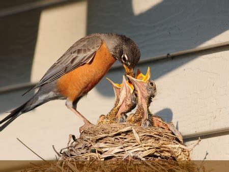 How Feeding Animals/Bird will help you to Make Fortune