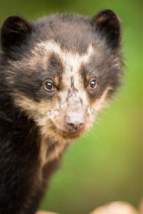 Spectacled Bear Cub Ventures Outside For The First Time - ZooBorns