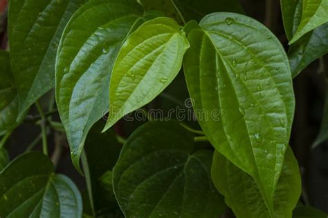 Daun Sirih Piper Betle, Fresh Betel Leaves in the Garden Stock Photo - Image of natural, nature ...