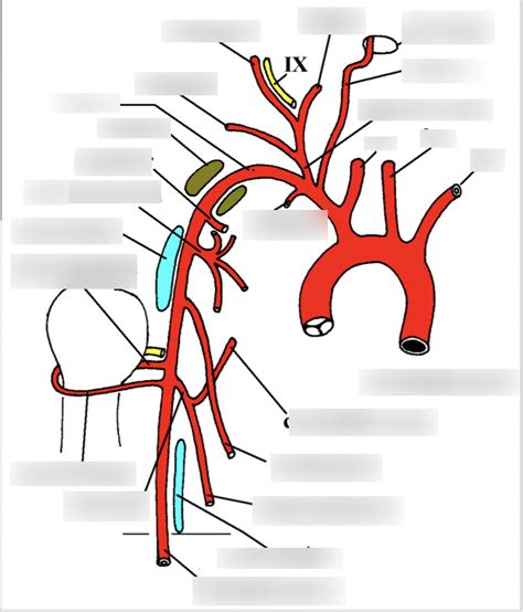 Thorax anterior 1 Diagram | Quizlet