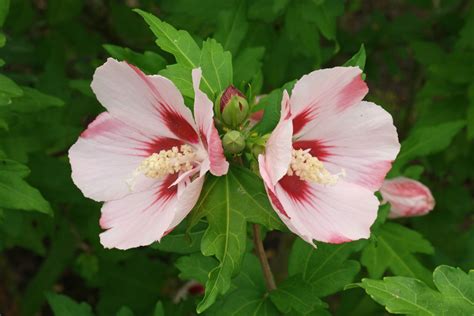 Hibiscus syriacus