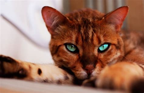 Do Bengal Cats Shed? - Bengal Cat Care Advice