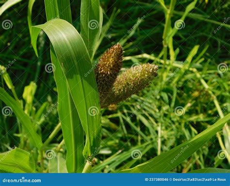 Closeup of Bright Green Babala Plants with Seeded Tops Stock Photo ...