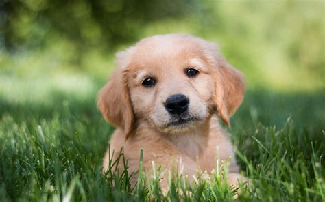 fondo de pantalla de golden retriever,perro,perrito,golden retriever ...