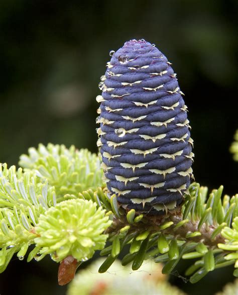 Blue cone pine | I nearly dug up this Korean blue cone pine … | Flickr