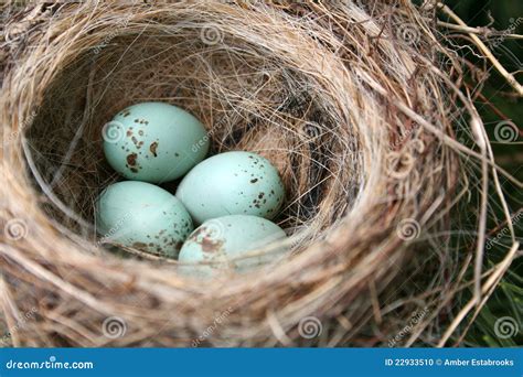 American Robin Eggs Stock Photo - Image: 22933510