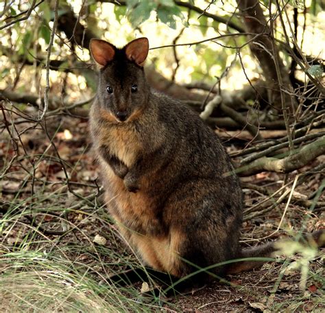 TASMANIAN RUFOUS BELLIED PADEMELON