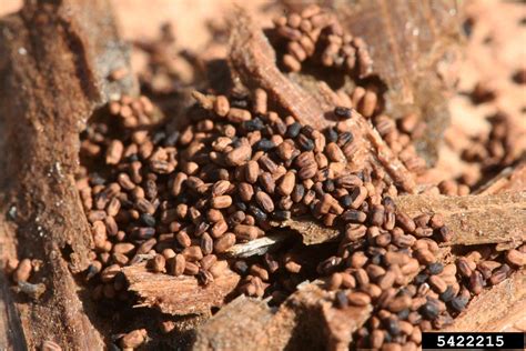 western drywood termite (Incisitermes minor (Hagen))