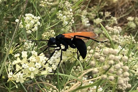 forms traced by light: the tarantula hawk wasp (beware!)