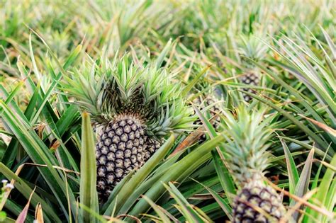 Premium Photo | Pineapple on tree in farm.