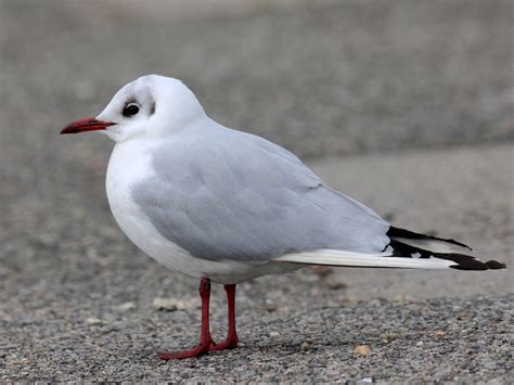 gaivota-de-capuz-escuro - eBird