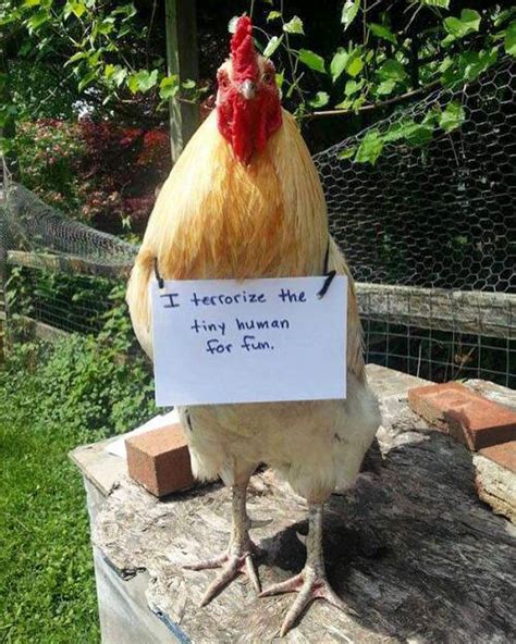 Farmers Are Shaming Their Chickens For Their ‘Crimes’ And It’s Too ...